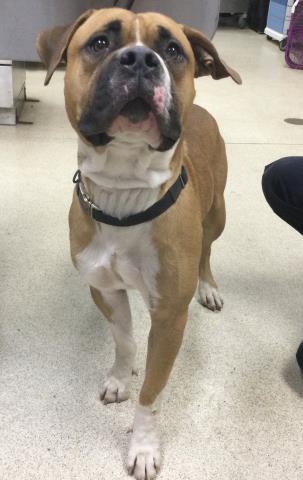 Bulldog