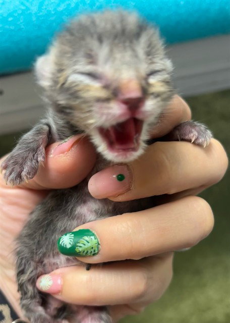 picture of the cat needing adoption