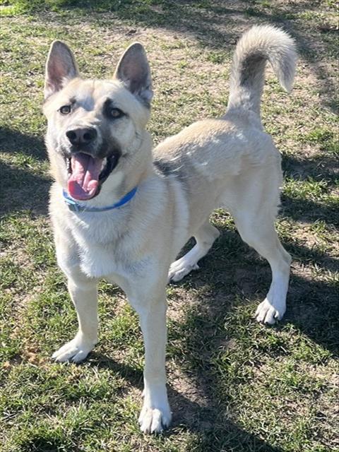 AMIGO, an adoptable German Shepherd Dog in Riverside, CA