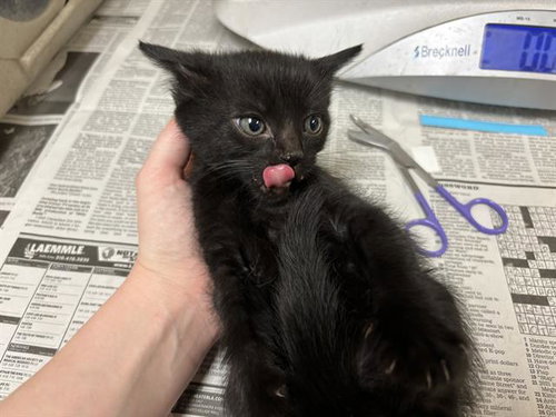 picture of the cat needing adoption