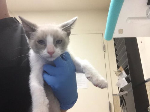 YUTA, Young Domestic Short Hair (medium coat), cat for adoption in Westminster, California