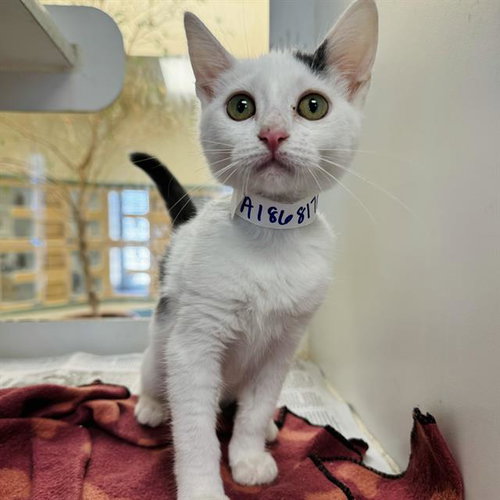 SHASTA, Young Domestic Short Hair (medium coat), cat for adoption in Westminster, California
