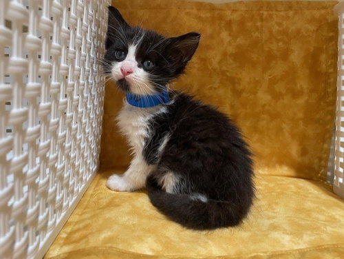 OREO, Young Domestic Short Hair (medium coat), cat for adoption in Westminster, California