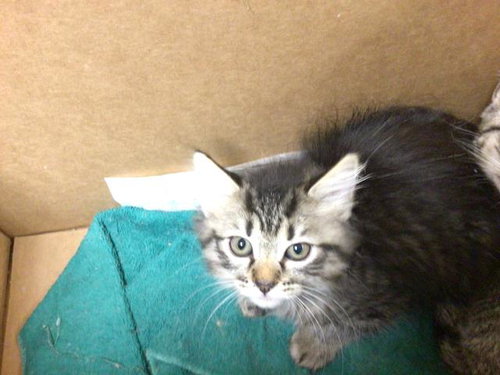 WANDA, Young Domestic Medium Hair (medium coat), cat for adoption in Westminster, California