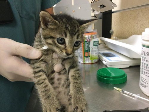 LOVEBUG, Young Domestic Short Hair (medium coat), cat for adoption in Westminster, California