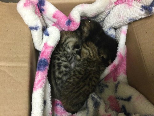 A1874029, Adult Domestic Short Hair (medium coat), cat for adoption in Westminster, California