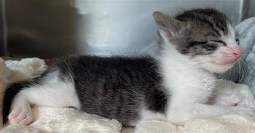 ELLA, Young Domestic Short Hair (medium coat), cat for adoption in Westminster, California