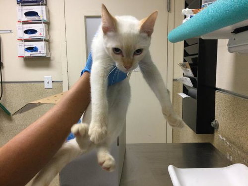 ASTRO, Young Domestic Short Hair (medium coat), cat for adoption in Westminster, California