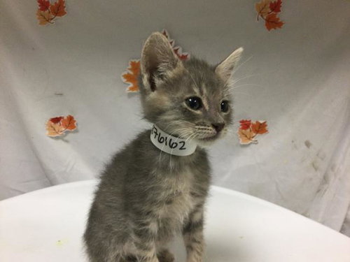 COCACOLA, Young Domestic Short Hair (medium coat), cat for adoption in Westminster, California