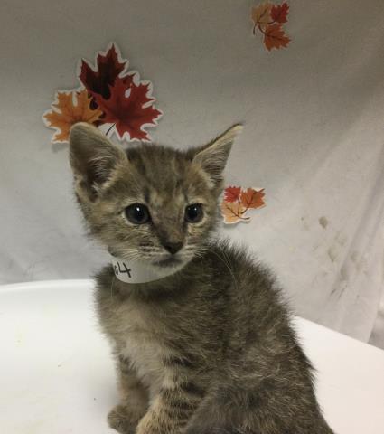 FUNYUN, Young Domestic Short Hair (medium coat), cat for adoption in Westminster, California