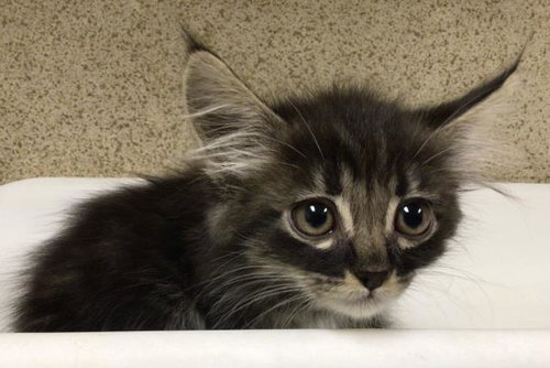 GREMLIN, Young Domestic Short Hair (medium coat), cat for adoption in Westminster, California