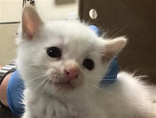 BEANS, Young Domestic Short Hair (medium coat), cat for adoption in Westminster, California
