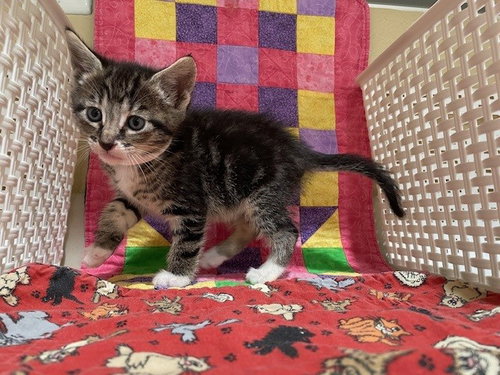 picture of the cat needing adoption