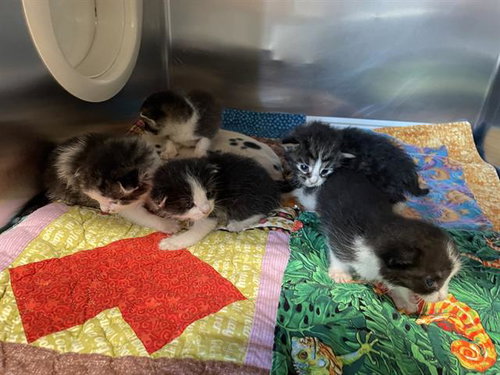 RATATOUILLE, Young Domestic Short Hair (medium coat), cat for adoption in Westminster, California