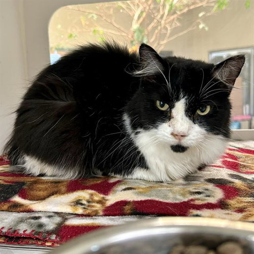 CHARLENE, Adult Domestic Long Hair (medium coat), cat for adoption in Westminster, California