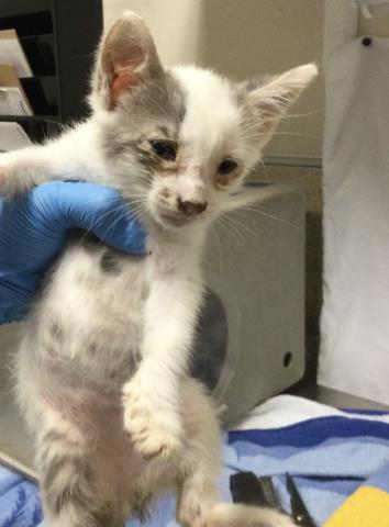 BELL, Young Domestic Short Hair (medium coat), cat for adoption in Westminster, California