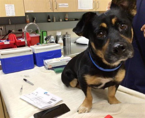picture of the dog needing adoption