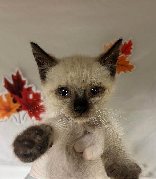 SPOT, Young Domestic Short Hair (medium coat), cat for adoption in Westminster, California