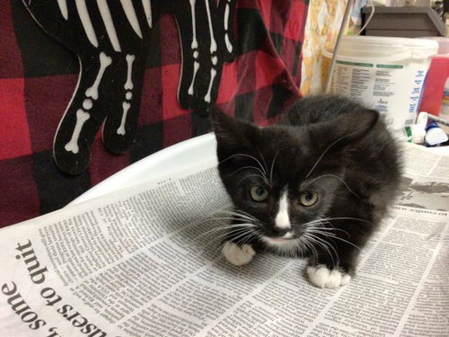 SALEM, Young Domestic Short Hair (medium coat), cat for adoption in Westminster, California