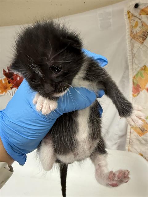 ROMINA, Young Domestic Short Hair (medium coat), cat for adoption in Westminster, California