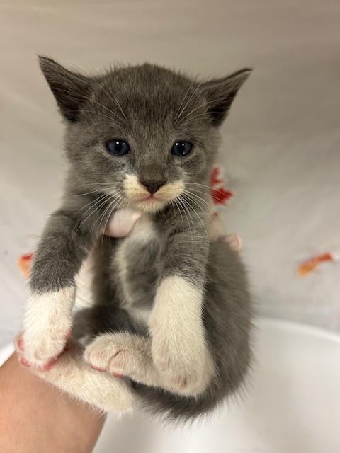 SAUCER, Young Domestic Short Hair (medium coat), cat for adoption in Westminster, California