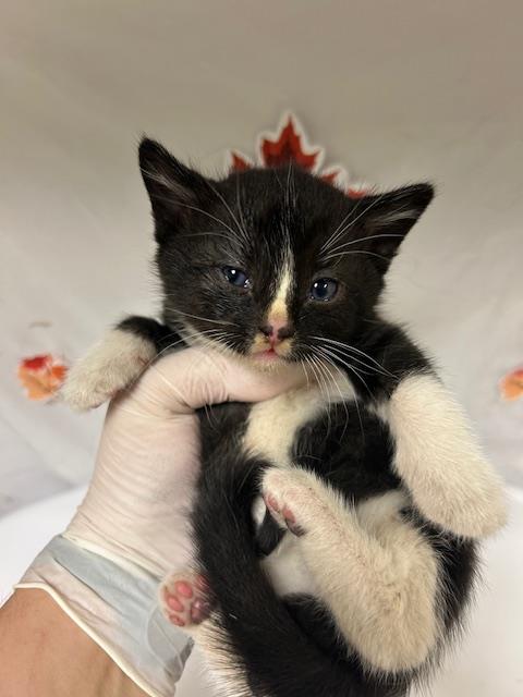 FERRIS, Young Domestic Short Hair (medium coat), cat for adoption in Westminster, California