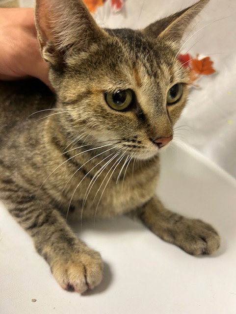 picture of the cat needing adoption