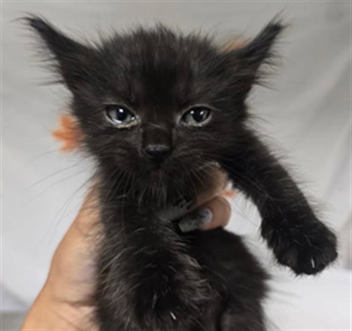 ATLANTIC, Young Domestic Short Hair (medium coat), cat for adoption in Westminster, California