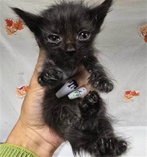 OCEANS, Young Domestic Short Hair (medium coat), cat for adoption in Westminster, California
