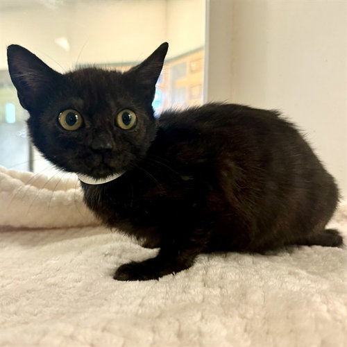 STELLA, Young Domestic Short Hair (medium coat), cat for adoption in Westminster, California