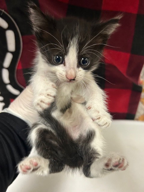 SIGBY, Young Domestic Short Hair (medium coat), cat for adoption in Westminster, California
