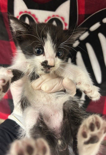 IGOR, Young Domestic Short Hair (medium coat), cat for adoption in Westminster, California