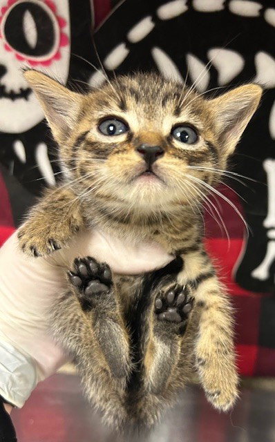 TWIX, Young Domestic Short Hair (medium coat), cat for adoption in Westminster, California