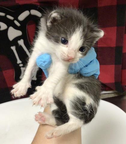 ZITA, Young Domestic Short Hair (medium coat), cat for adoption in Westminster, California