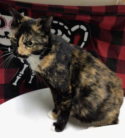 REINA, Adult Domestic Short Hair (medium coat), cat for adoption in Westminster, California