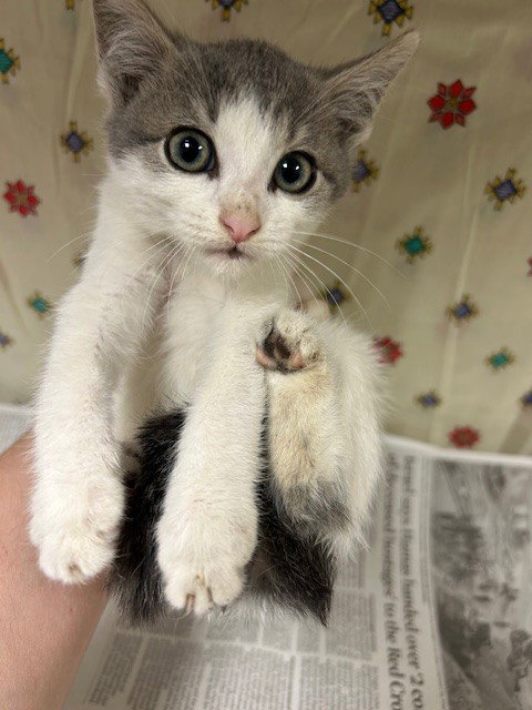 SYDNEY, Young Domestic Short Hair (medium coat), cat for adoption in Westminster, California