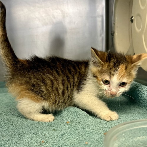 SISSY, Young Domestic Short Hair (medium coat), cat for adoption in Westminster, California