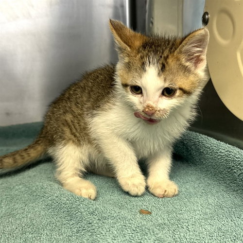 ZIGGY, Young Domestic Short Hair (medium coat), cat for adoption in Westminster, California