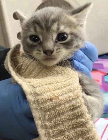 JOJO, Young Domestic Short Hair (medium coat), cat for adoption in Westminster, California