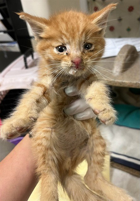 GARFIELD Image