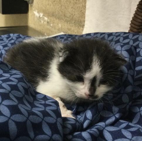 COLETTE, Baby Domestic Short Hair (medium coat), cat for adoption in Westminster, California