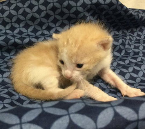 COLTON, Baby Domestic Short Hair (medium coat), cat for adoption in Westminster, California