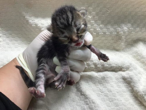 ANDY, Baby Domestic Short Hair (medium coat), cat for adoption in Westminster, California
