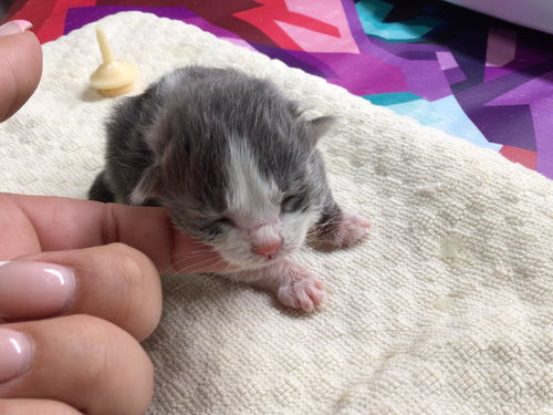 A1899881, Baby Domestic Short Hair (medium coat), cat for adoption in Westminster, California