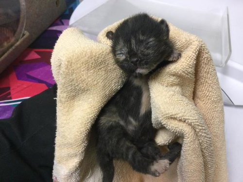 CORNBREAD, Baby Domestic Short Hair (medium coat), cat for adoption in Westminster, California