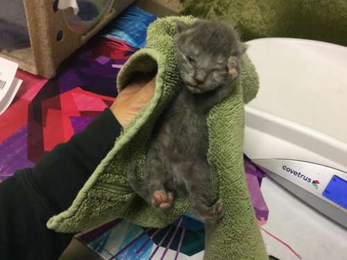 ROYAL P., Baby Domestic Medium Hair (medium coat), cat for adoption in Westminster, California