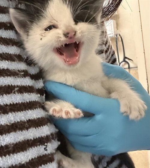 SOPHIE, Baby Domestic Short Hair (medium coat), cat for adoption in Westminster, California