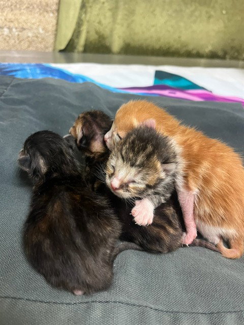 A1904329, Baby Domestic Short Hair (medium coat), cat for adoption in Westminster, California