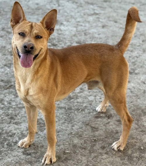 TEDDY, an adoptable Basenji in Riverside, CA