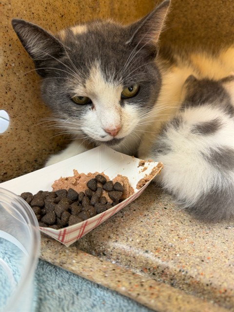 JELLYBEAN, Adult Domestic Short Hair (medium coat), cat for adoption in Westminster, California